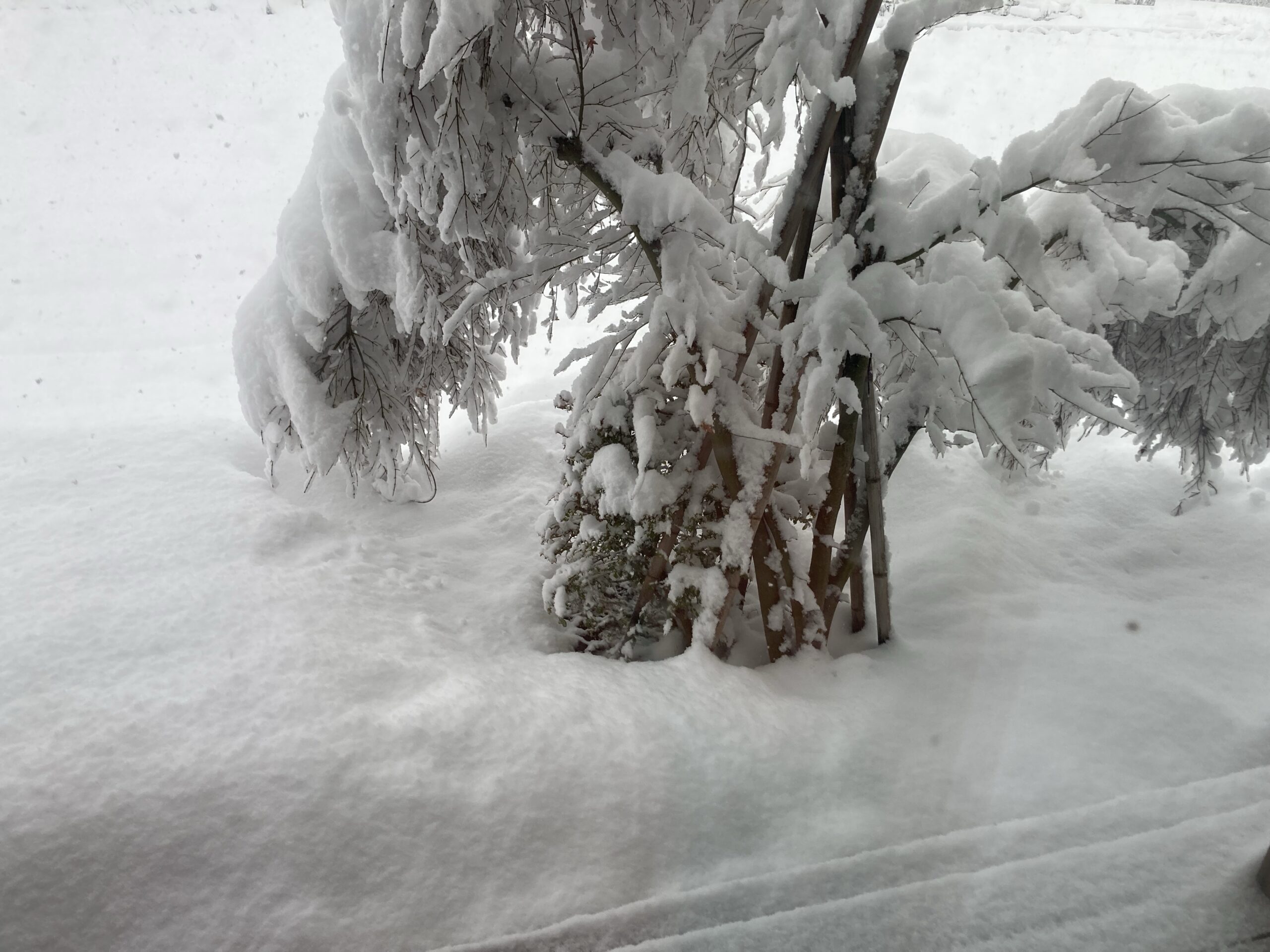 雪が積もった庭